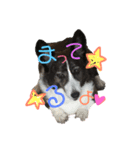 我が家の愛犬。名前は「すもも」よろしくね（個別スタンプ：3）