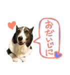我が家の愛犬。名前は「すもも」よろしくね（個別スタンプ：5）