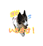 我が家の愛犬。名前は「すもも」よろしくね（個別スタンプ：6）
