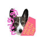 我が家の愛犬。名前は「すもも」よろしくね（個別スタンプ：7）
