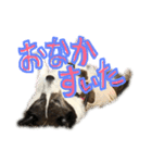 我が家の愛犬。名前は「すもも」よろしくね（個別スタンプ：10）
