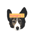 我が家の愛犬。名前は「すもも」よろしくね（個別スタンプ：11）