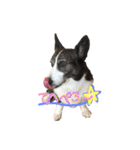 我が家の愛犬。名前は「すもも」よろしくね（個別スタンプ：13）