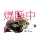 我が家の愛犬。名前は「すもも」よろしくね（個別スタンプ：14）