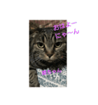 猫ちゃん集合（個別スタンプ：1）