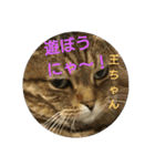 猫ちゃん集合（個別スタンプ：2）