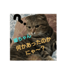 猫ちゃん集合（個別スタンプ：3）