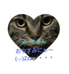 猫ちゃん集合（個別スタンプ：4）