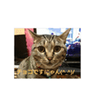 猫ちゃん集合（個別スタンプ：6）