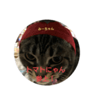 猫ちゃん集合（個別スタンプ：7）