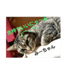 猫ちゃん集合（個別スタンプ：8）