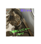 猫ちゃん集合（個別スタンプ：9）