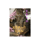 猫ちゃん集合（個別スタンプ：10）