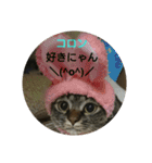 猫ちゃん集合（個別スタンプ：12）