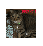 猫ちゃん集合（個別スタンプ：14）