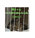 猫ちゃん集合（個別スタンプ：15）