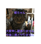 猫ちゃん集合（個別スタンプ：16）