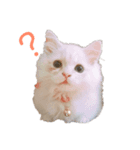 佐藤家のねこといぬ①（個別スタンプ：4）