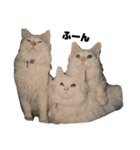 佐藤家のねこといぬ①（個別スタンプ：6）