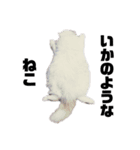 佐藤家のねこといぬ①（個別スタンプ：7）