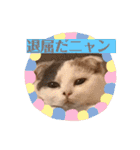 癒しニャンコブブちゃん（個別スタンプ：2）