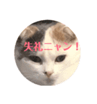 癒しニャンコブブちゃん（個別スタンプ：3）
