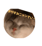癒しニャンコブブちゃん（個別スタンプ：4）
