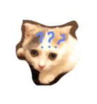 癒しニャンコブブちゃん（個別スタンプ：5）