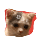 癒しニャンコブブちゃん（個別スタンプ：10）