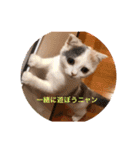 癒しニャンコブブちゃん（個別スタンプ：11）