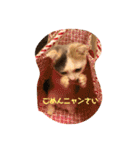 癒しニャンコブブちゃん（個別スタンプ：20）