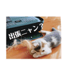 癒しニャンコブブちゃん（個別スタンプ：30）