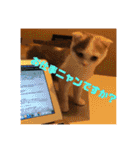 癒しニャンコブブちゃん（個別スタンプ：31）