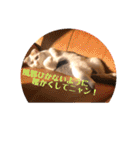 癒しニャンコブブちゃん（個別スタンプ：32）