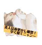 癒しニャンコブブちゃん（個別スタンプ：33）