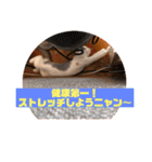 癒しニャンコブブちゃん（個別スタンプ：34）