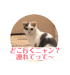 癒しニャンコブブちゃん（個別スタンプ：36）
