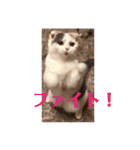 癒しニャンコブブちゃん（個別スタンプ：37）