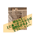 癒しニャンコブブちゃん（個別スタンプ：38）