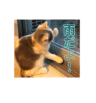 癒しニャンコブブちゃん（個別スタンプ：39）