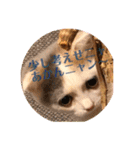 癒しニャンコブブちゃん（個別スタンプ：40）