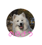 サモエド  みるく（個別スタンプ：1）