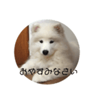 サモエド  みるく（個別スタンプ：5）
