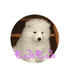 サモエド  みるく（個別スタンプ：7）
