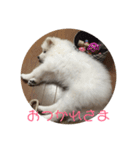 サモエド  みるく（個別スタンプ：8）