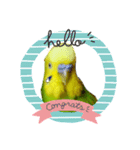 お喋りインコピッピ（個別スタンプ：3）