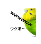 お喋りインコピッピ（個別スタンプ：4）