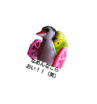 お喋りインコピッピ（個別スタンプ：5）