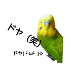 お喋りインコピッピ（個別スタンプ：6）