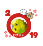 お喋りインコピッピ（個別スタンプ：7）